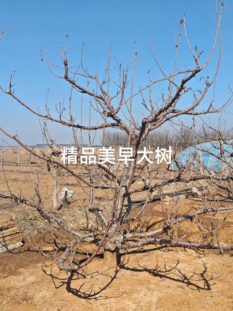 齐早大樱桃必须配置授粉树,首选美早品种,配置比例8:1(齐早:美早),可确保坐果率稳定在85%以上。 场景化选择建议:家庭庭院与规模化种植的授粉树配置方案