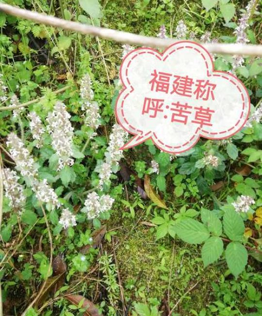 沉水植物苦草长什么样？形态特征、生长习性与水景应用全解析