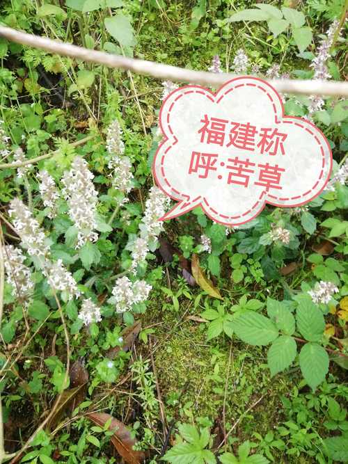 沉水植物苦草长什么样?形态特征、生长习性与水景应用全解析 沉水植物苦草长什么样?形态特征、生长习性与水景应用全解析