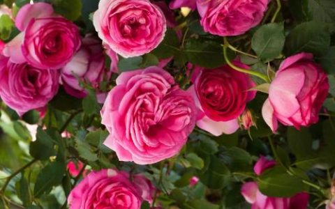 粉色龙沙宝石月季一年开几次花？花期管理与养护全攻略
