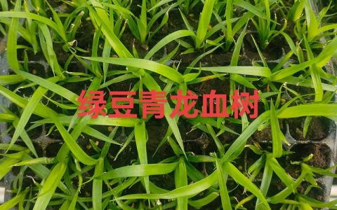 龙血树种植指南：从选土到缓苗，10个步骤提高成活率