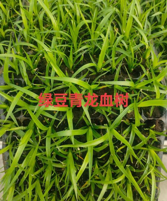 龙血树种植指南：从选土到缓苗，10个步骤提高成活率