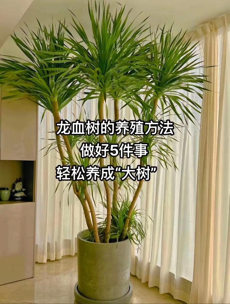 五、浇定根水