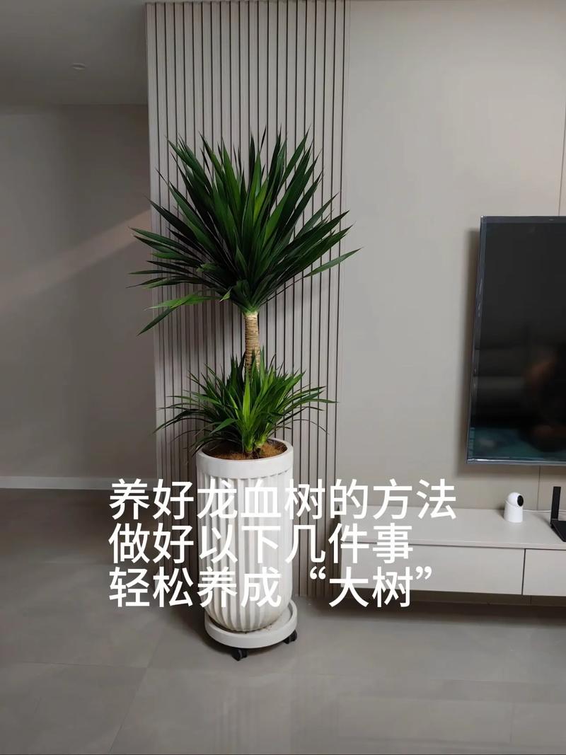 六、缓苗管理