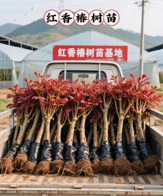 一亩香椿的利润是多少？2026年种植成本与收益全解析