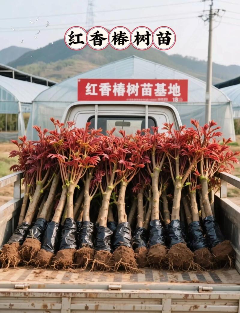 一亩香椿的利润是多少?2026年种植成本与收益全解析 一亩香椿的利润是多少?2026年种植成本与收益全解析