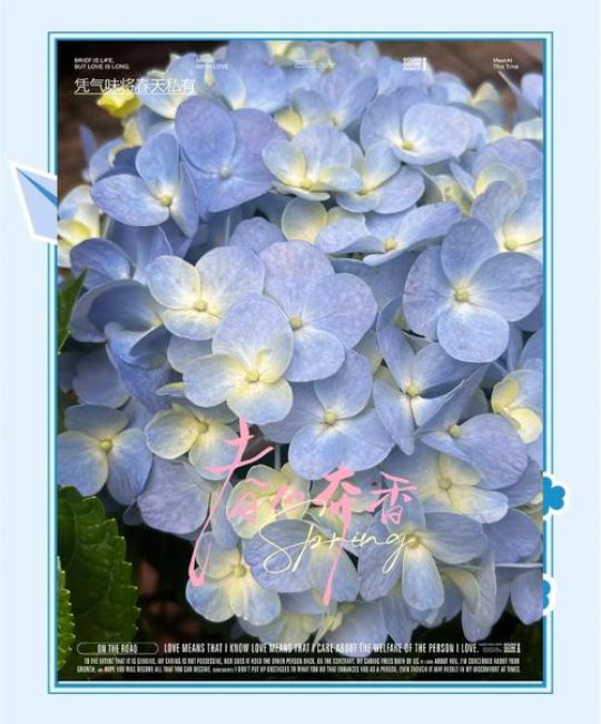 绣球花的花语是什么？八仙花的寓意、形态特征及养护指南