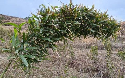竹子几月种植最好？附地栽与盆栽全流程指南