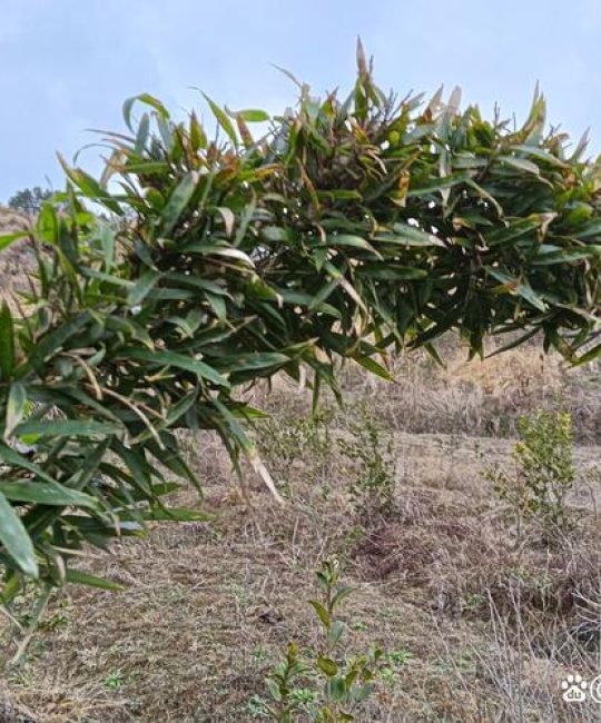 竹子几月种植最好？附地栽与盆栽全流程指南