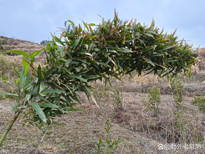竹子几月种植最好?附地栽与盆栽全流程指南 竹子几月种植最好?附地栽与盆栽全流程指南