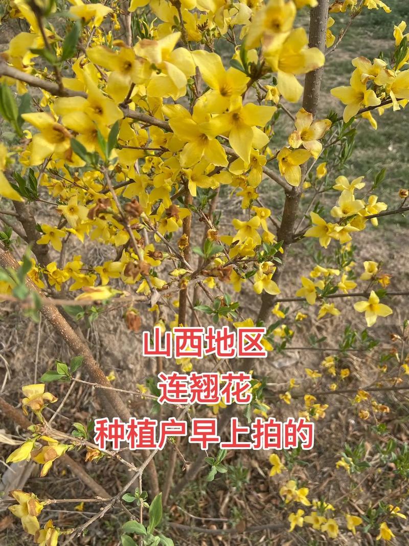 三、影响产量的关键因素