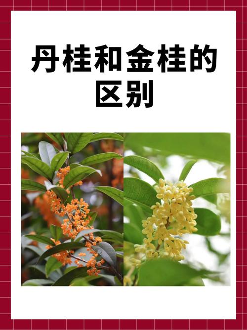 桂花品种全解析：金桂、银桂、丹桂哪个最香最好？