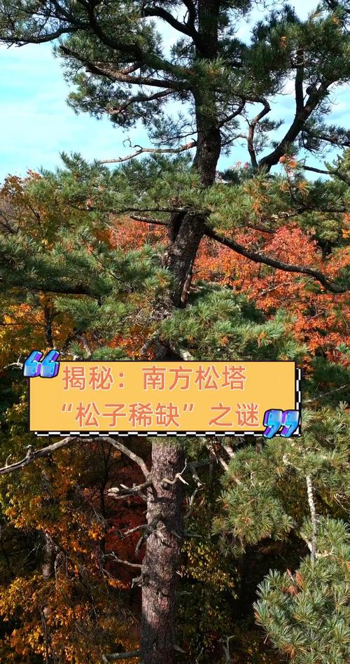 南方松树为什么没有松子?——从树种、气候到松塔产量的科学解析 四、南北种植差异化建议:如果你希望在家种一棵“结松子”的松树