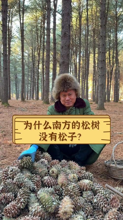 南方松树为什么没有松子?——从树种、气候到松塔产量的科学解析 三、南方常见松树“产子”的实况:并非没有,而是不可食