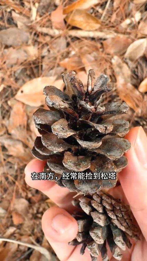 南方松树为什么没有松子?——从树种、气候到松塔产量的科学解析 五、常见误区纠正:南方松树“不结子”是误解