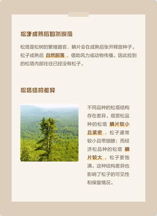 南方松树为什么没有松子?——从树种、气候到松塔产量的科学解析 总结