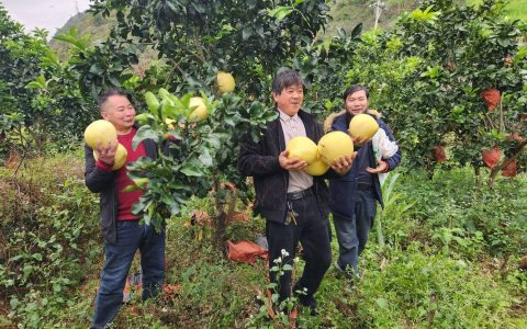 新手必看：种柚子的完整种植方法与栽培技术指南