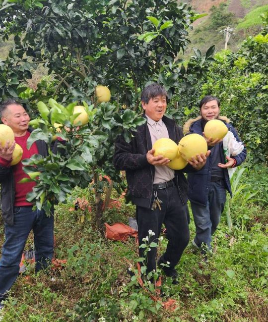 新手必看：种柚子的完整种植方法与栽培技术指南