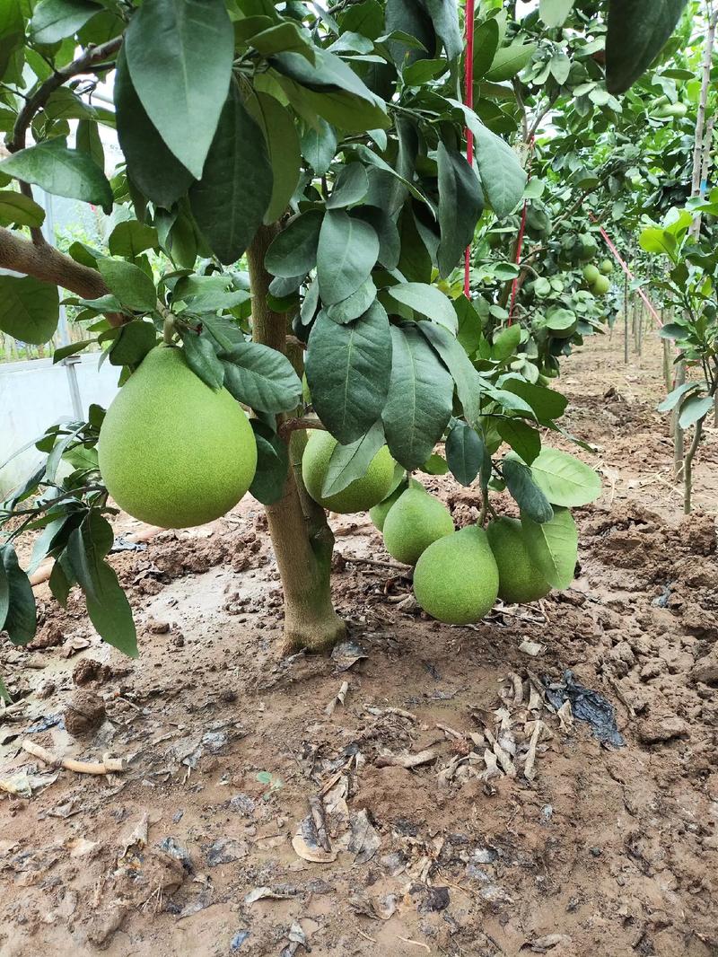 栽植深度控制：根茎结合部与地面平齐，忌栽深