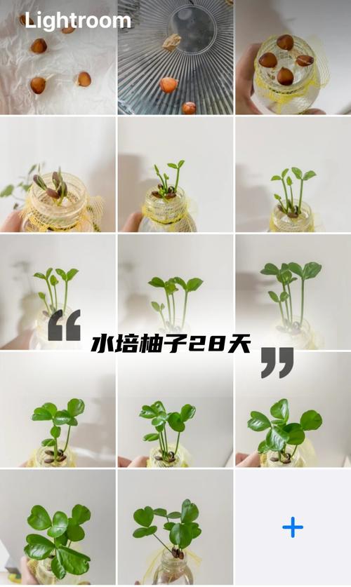浇定根水：边栽边浇，浇透不积水