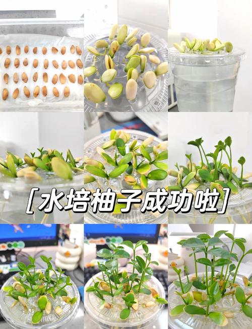 成活注意事项与问题排查