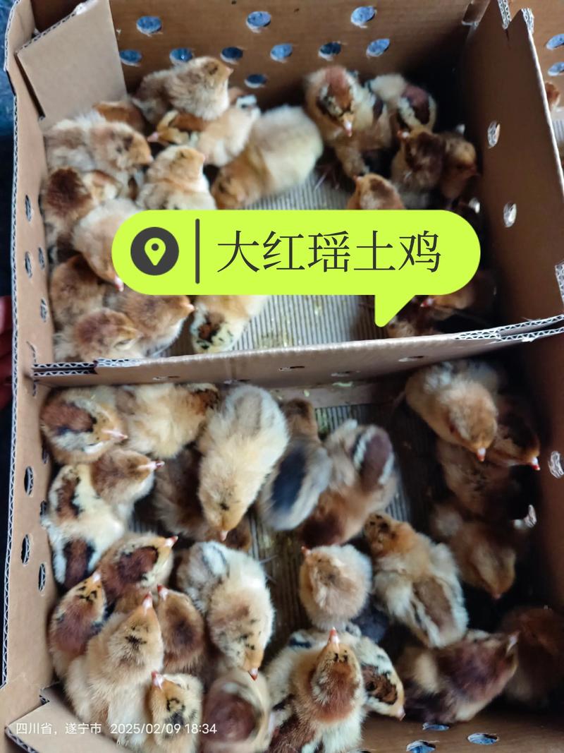 纯土鸡苗价格多少钱 一、规格对价格的影响