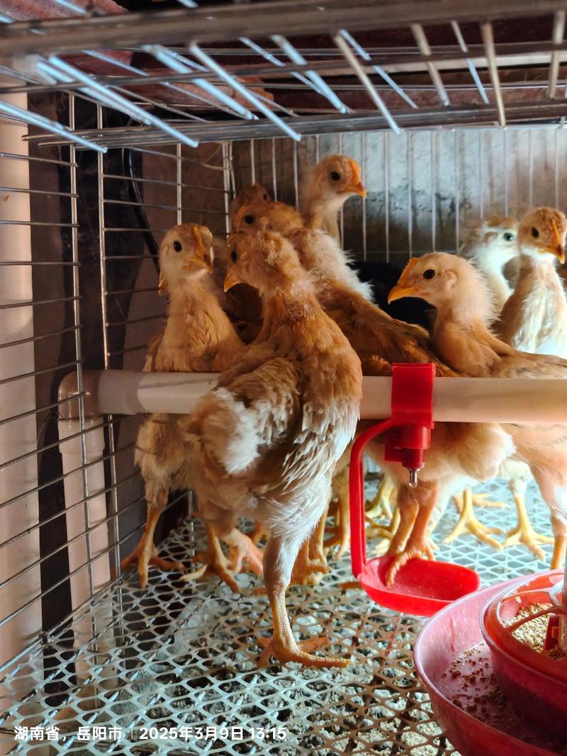 纯土鸡苗价格多少钱 三、季节对价格的影响