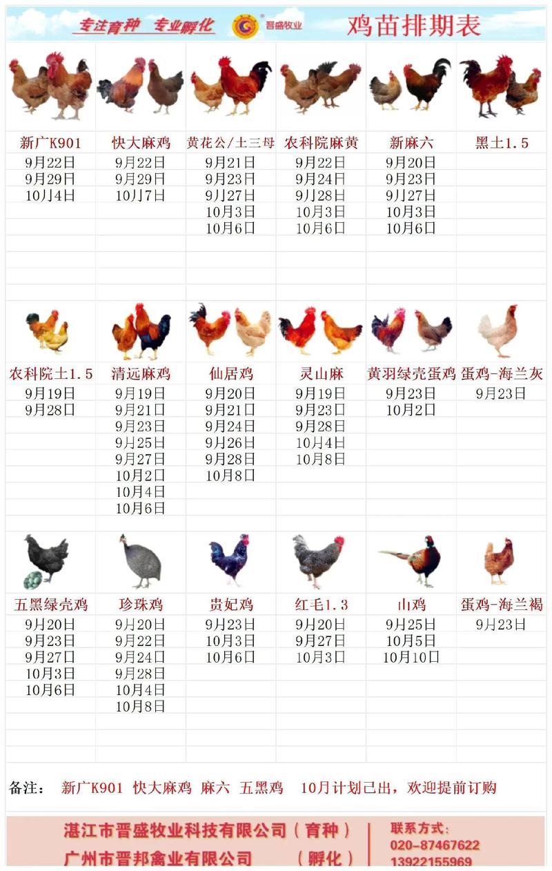 纯土鸡苗价格多少钱 五、运输对价格的影响