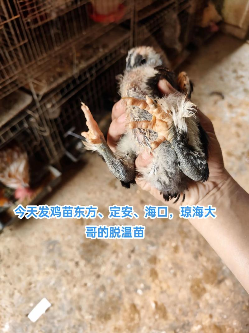 纯土鸡苗价格多少钱 常见问题 FAQ