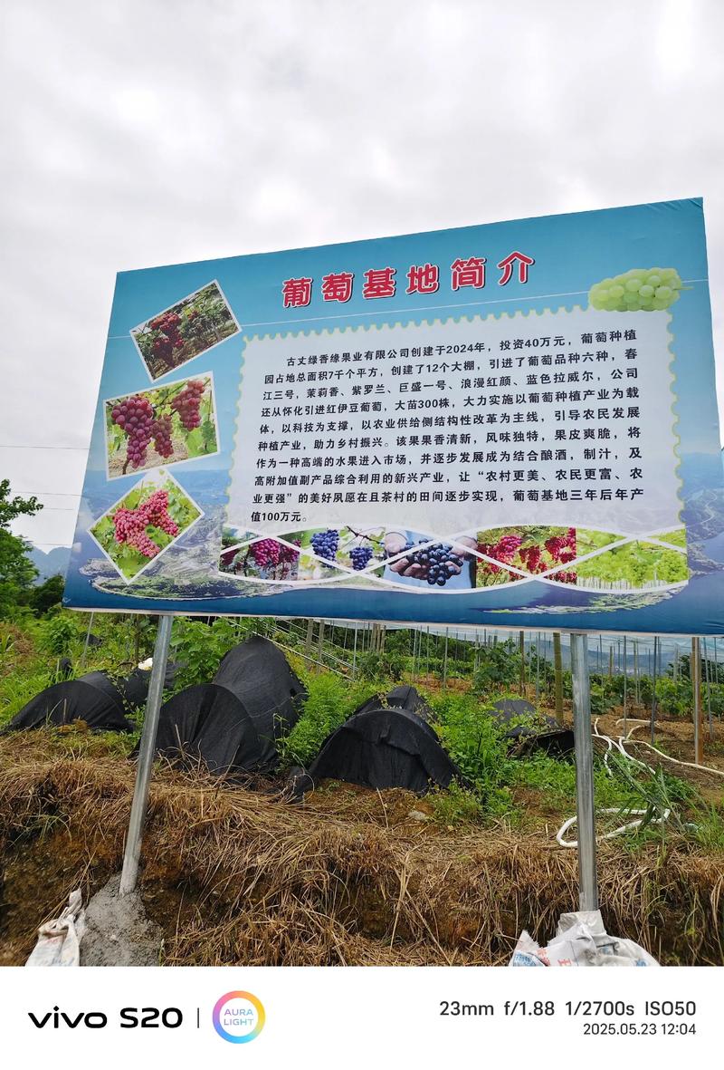 葡萄苗哪里有卖?2026年品种选择与采购渠道核查全攻略 五、葡萄定植与修剪施肥操作要点