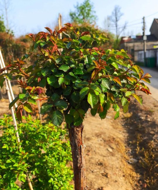月季用什么树嫁接？最佳砧木选择与繁殖技术指南