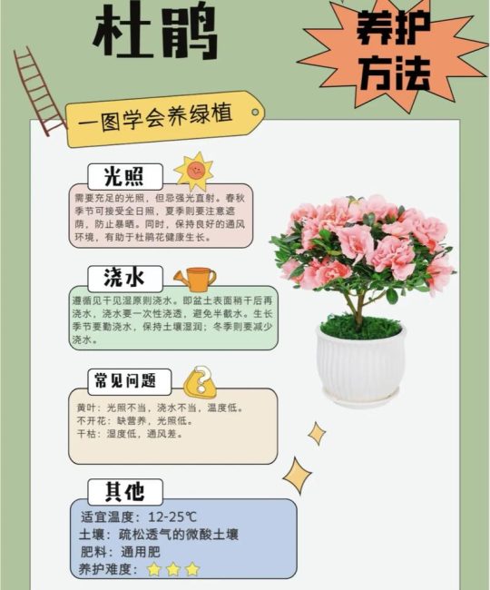 夏季杜鹃花怎么养护？五个关键要点助你轻松度夏