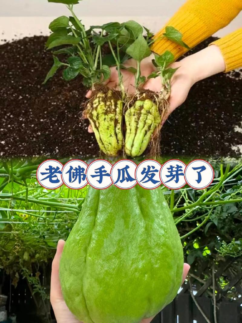 三、如何种植佛手瓜以收获龙须菜