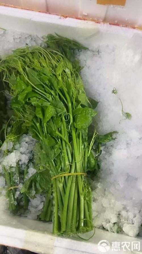 四、龙须菜的营养价值与食用方法