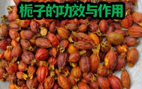 栀子花干：功效、作用及食用安全性全解析