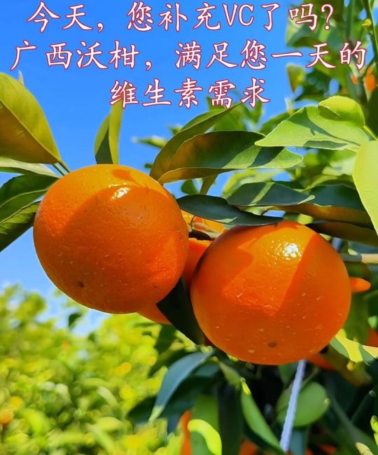 云南沃柑和广西沃柑哪个好吃？2026品种对比与选购指南