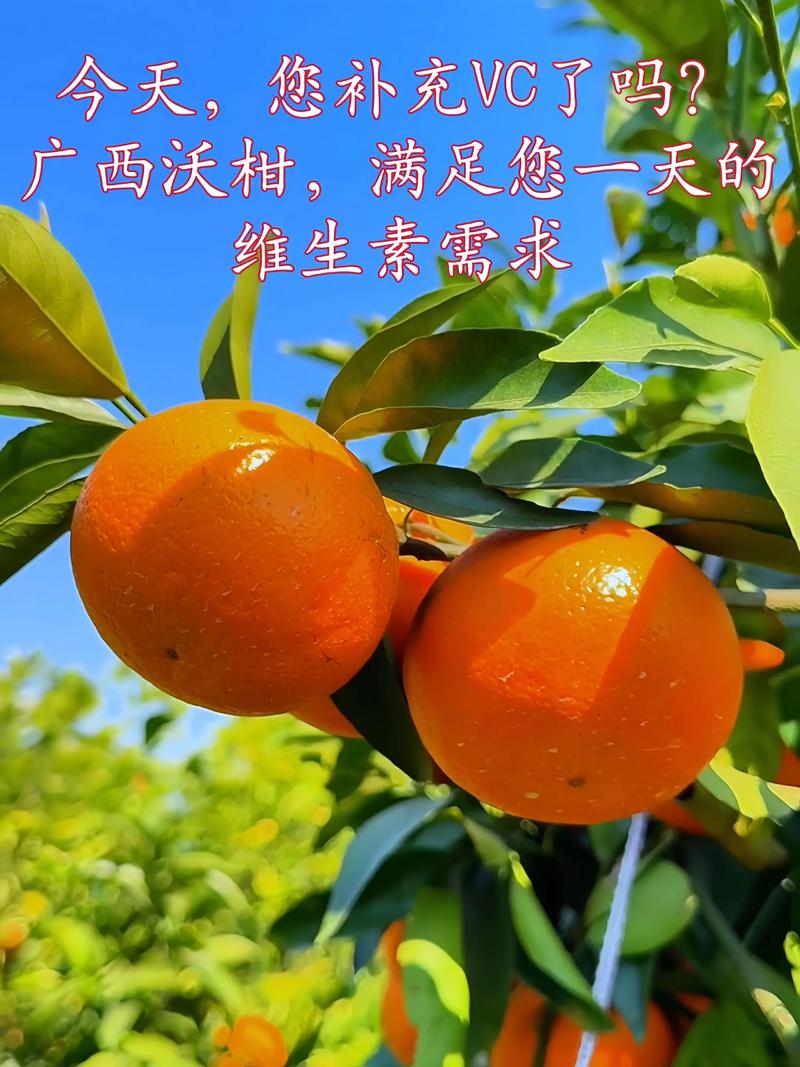 云南沃柑和广西沃柑哪个好吃？2026品种对比与选购指南
