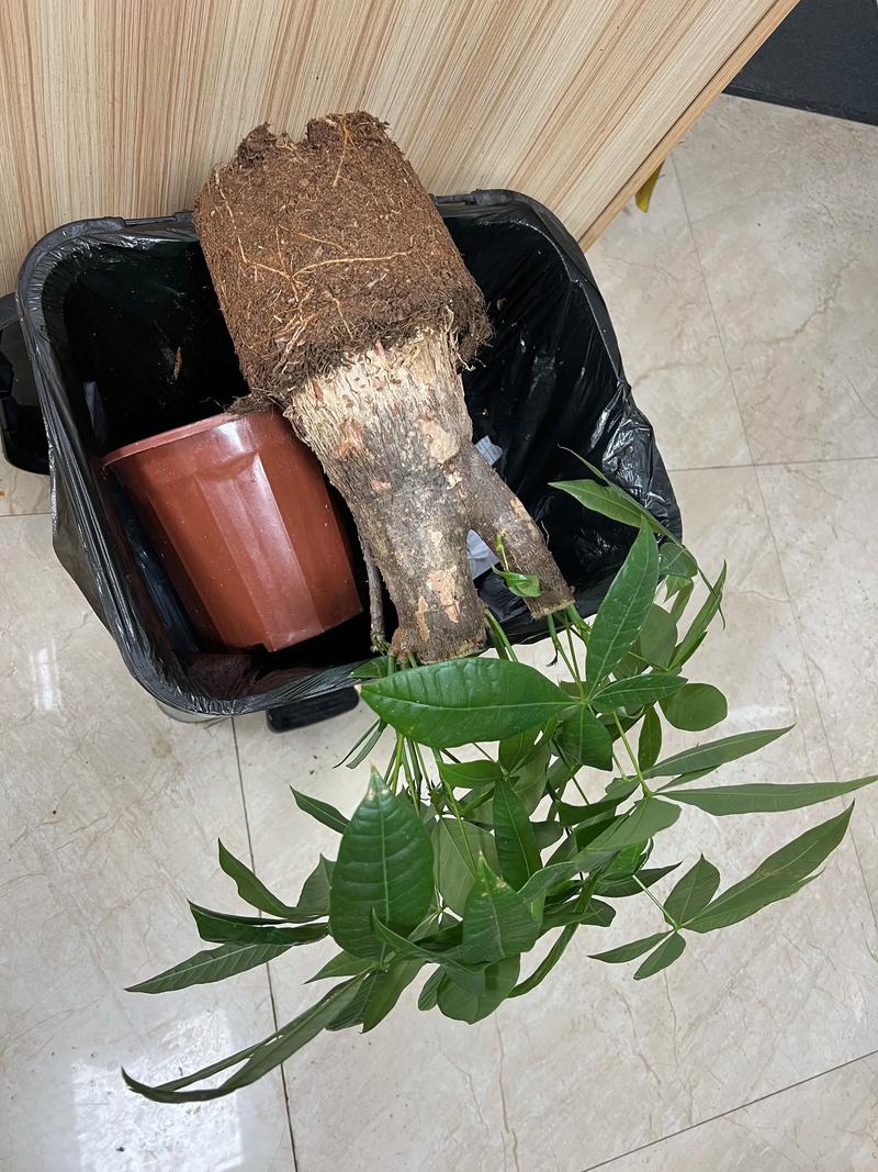 发财树适合什么样的土质?选对土壤,根系才能长得旺 二、适合发财树的配土方案