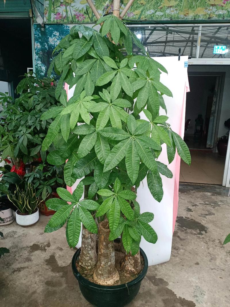 发财树适合什么样的土质?选对土壤,根系才能长得旺 四、常见用土误区