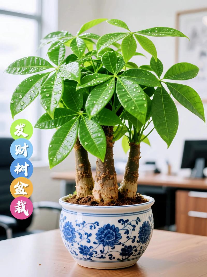 发财树适合什么样的土质?选对土壤,根系才能长得旺 五、日常浇水配合