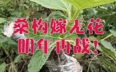 构树能嫁接什么树种？最佳嫁接对象与操作技术全解析