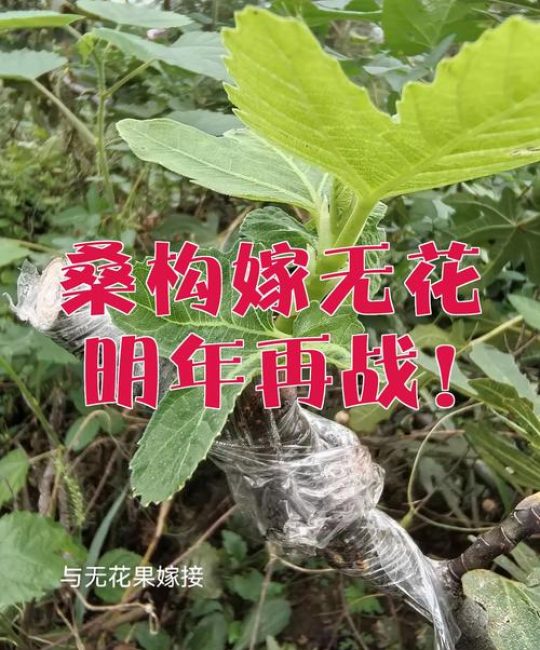 构树能嫁接什么树种？最佳嫁接对象与操作技术全解析