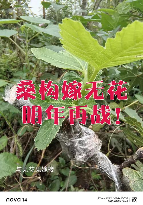 构树能嫁接什么树种?最佳嫁接对象与操作技术全解析 构树能嫁接什么树种?最佳嫁接对象与操作技术全解析