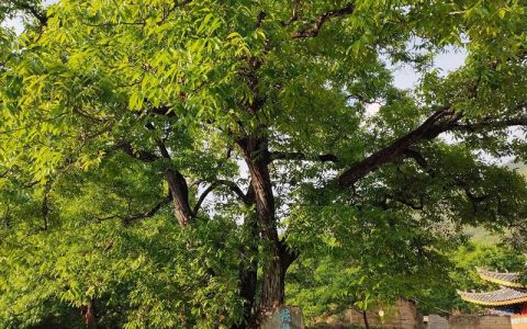 核桃树能种在院子里吗？庭院种植指南与实战技术