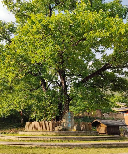 核桃树能种在院子里吗？庭院种植指南与实战技术
