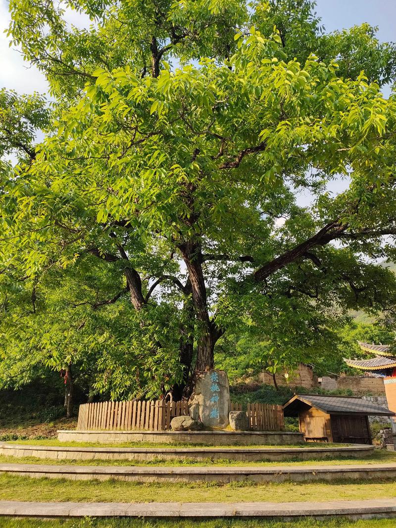 核桃树能种在院子里吗？庭院种植指南与实战技术