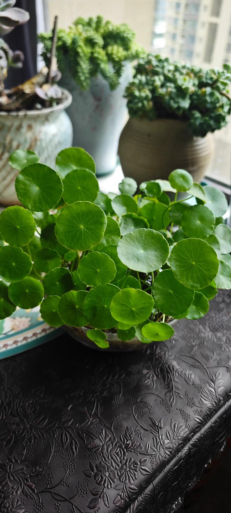 铜钱草怎么养才能开花?从浇水到换盆的促花全攻略 越冬越夏:温度稳定是开花的基础,高温和低温都会抑制花芽