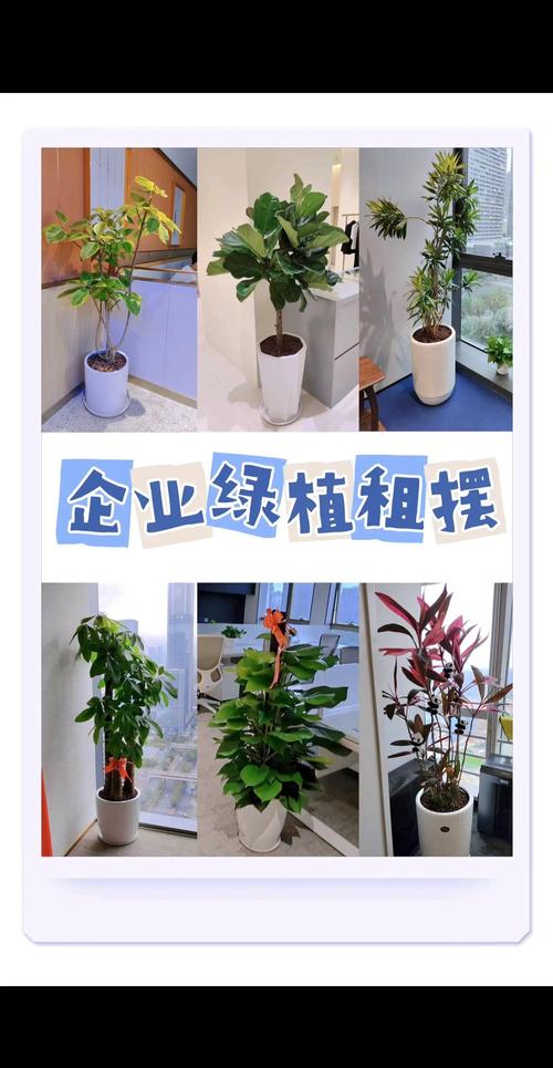 办公室没窗户也能生机盎然?这4种强耐阴植物,科学养护指南来了 二、4种候选植物与详细方案