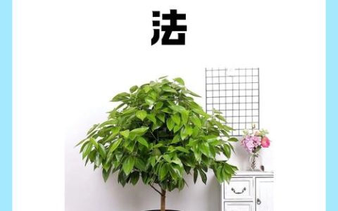 门口能种什么树？选这5种吉利又安全的树种，附养护指南