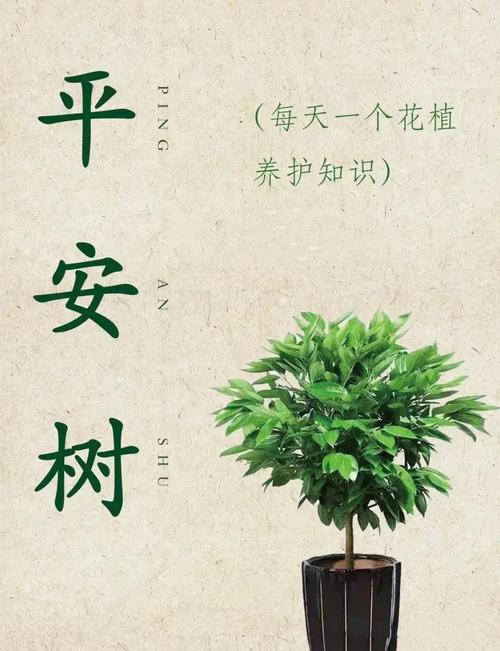 门口能种什么树?选这5种吉利又安全的树种,附养护指南 种植小贴士